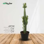 پپرومیا سبز