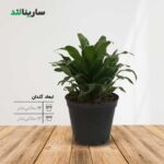 دراسنا کامپکت