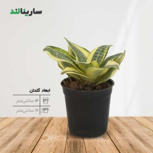 سانسوریا گلدن هانی