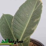 گیاه فیکوس ابلق