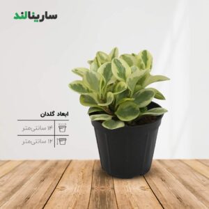 قاشقی سفید