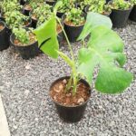 برگ انجیری مونسترا
