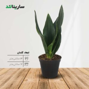سانسوریا دیاموند
