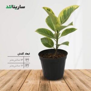 فیکوس آلتیسما
