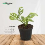 پتوس حصیری
