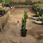 گیاه افوربیا سبز
