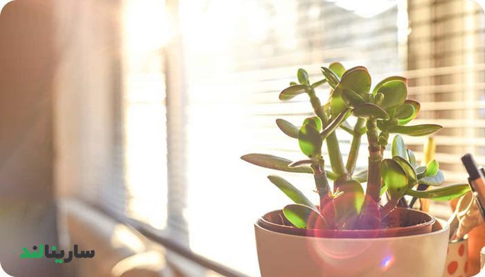 تاثیر نور زیاد بر گیاهان آپارتمانی