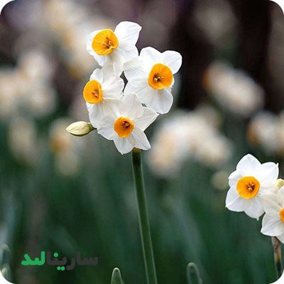 پیاز گل نرگس شیراز معطر