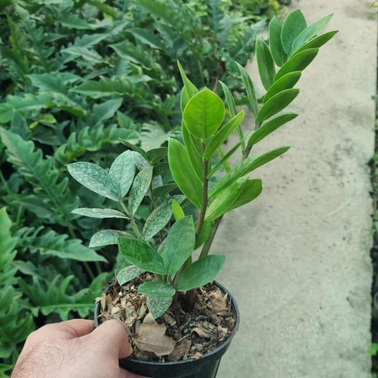 زاموفیلیا سبز کوچک (۲ شاخه)