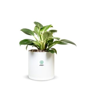 برکین 2 بوته