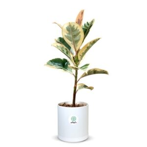 فیکوس یاقوتی