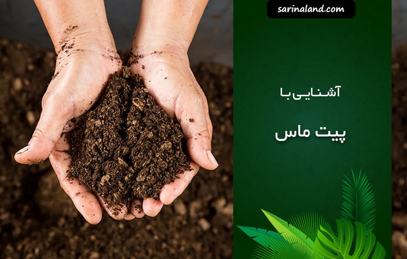آشنایی با پیت ماس