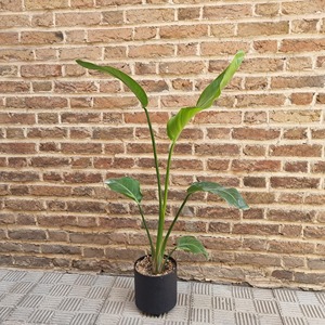 استرلیزیا نیکولای (پرنده بهشتی گل سفید)