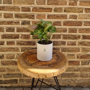 سینگونیوم میلک کانفیتی